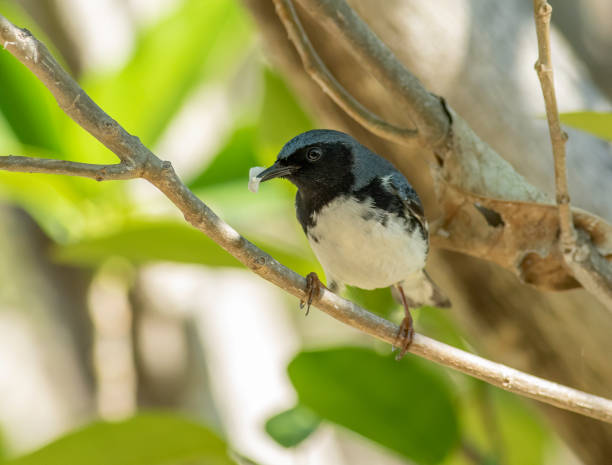 istock Male Black-throated blue warbler 1407909087