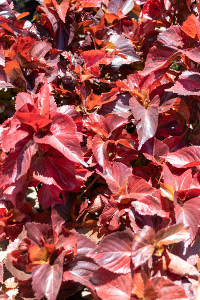 istock Acalypha wilkesiana plants. High quality photo 1407909946
