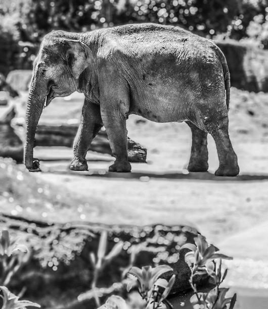 istock Loving elephant looking for food 1407910463