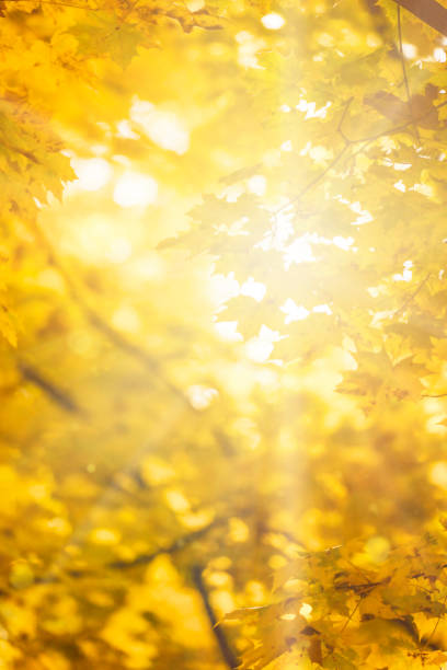 istock Autumn scene with sunlight shining through the maple leaves 1407911339
