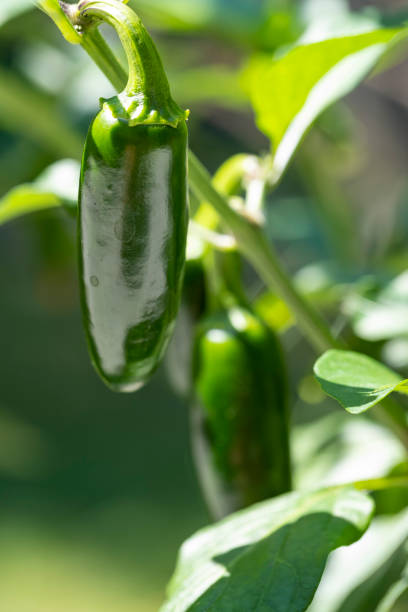 istock Serrano Pepper Plant with Green Fruits 1407911418