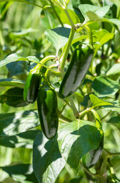 istock Serrano Pepper Plant with Green Fruits 1407911423