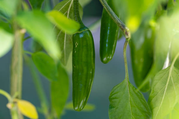 istock Serrano Pepper Plant with Green Fruits 1407911425