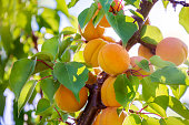 Ripe fruits of the apricot tree on a branch with leaves in an orchard. Fruit harvest.