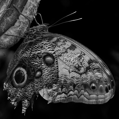 Butterfly in black n white