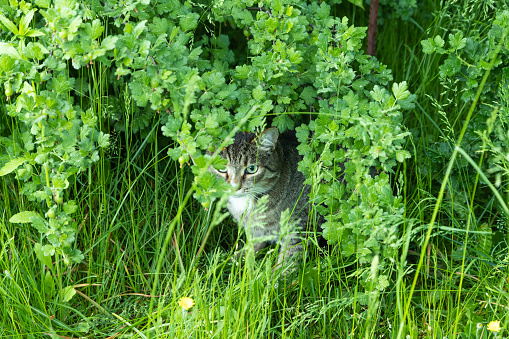 gray spotted cat with green eyes sits in the bushes and watches against a background of green leaves