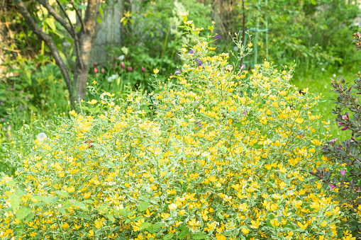 japanese kerria flowers of yellow color in the garden, selective focus.