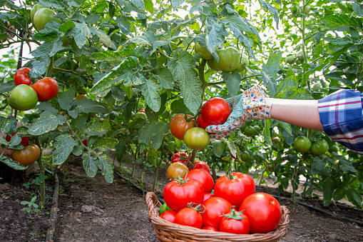 Harvesting organic tomatoes on the farm