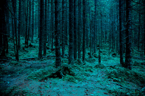 istock Scary misty forest (woods). Turquoise background for Halloween. 1407915755