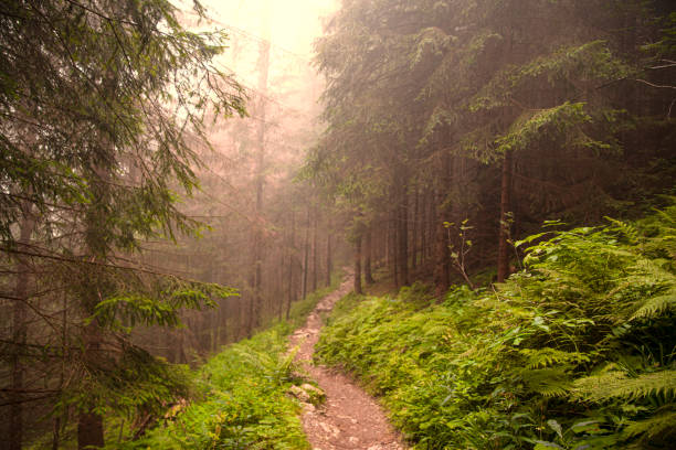 istock Path in the forest, beautiful autumn landscape. 1407915757