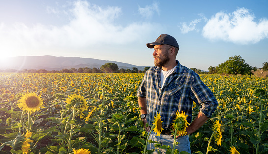 Farmer is on sunflower field during sunset. Concept of hard agricultural work and food production.