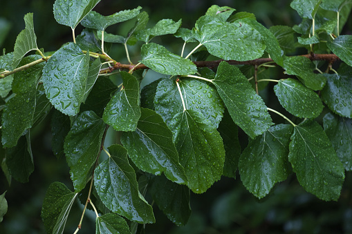 raindrops on green mulberry leaf