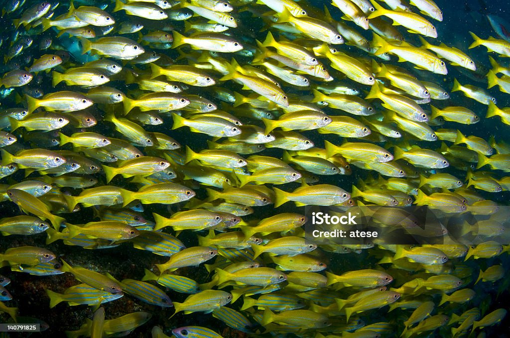 The shoal The shoal in Mozambique. Boy Band Stock Photo