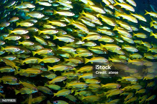 O De Shoal - Fotografias de stock e mais imagens de Amarelo - Amarelo, Cardume de peixes, Fotografia - Imagem