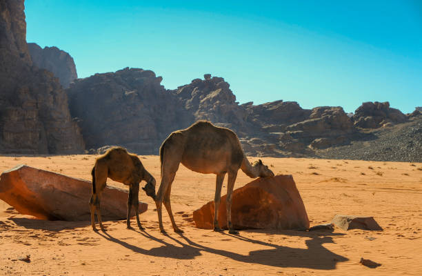 istock Camels in the Wadi Rum desert in Jordan 1407918864