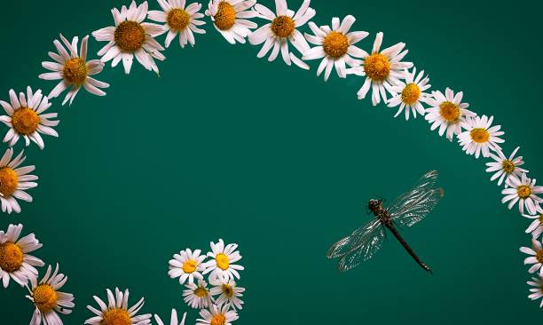 close up of green dragonfly on white daisy stock photo