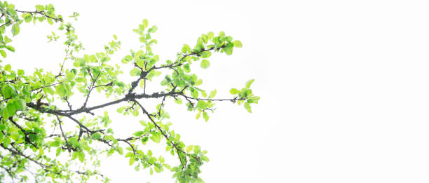 istock Lush green leaf, purity nature background. Green leaves on elm tree. Nature spring and summer banner. Plants against the blue sky concept. Trees branch isolated on white background 1407922565