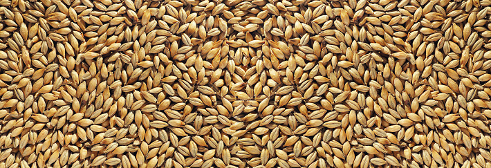 Barley, malt, rice grains texture for background. Organic natural food background with copy space for text, top view. Close up wheat grains flat lay. Healthy food macro concept.