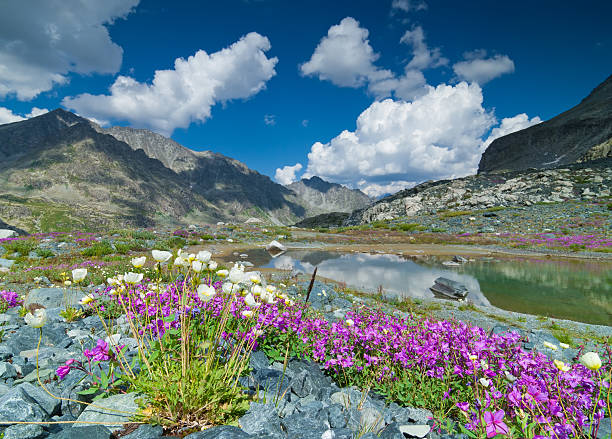 istock Bloomin of flowers in mountain 140792297
