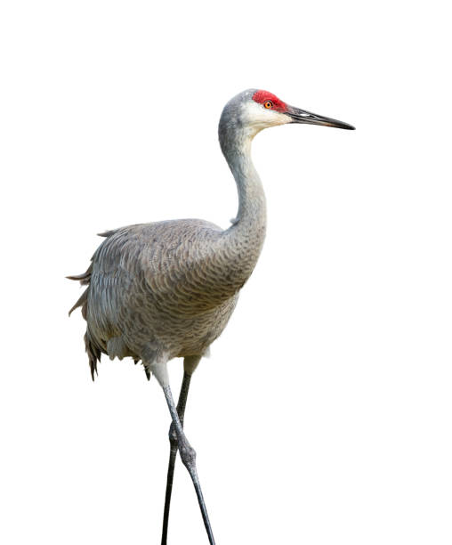 istock Sandhill Crane, Isolated on White Background 1407923141
