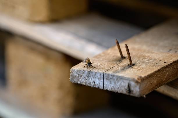 istock a honey bee sits on a wooden board with two rusty nails 1407924034
