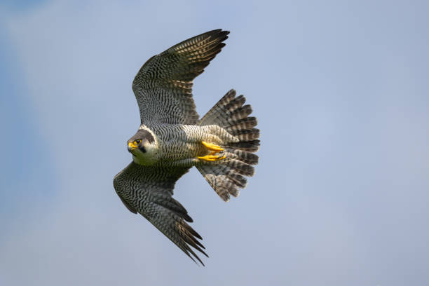 페 레 팔 콘 비행 - peregrine falcon 뉴스 사진 이미지