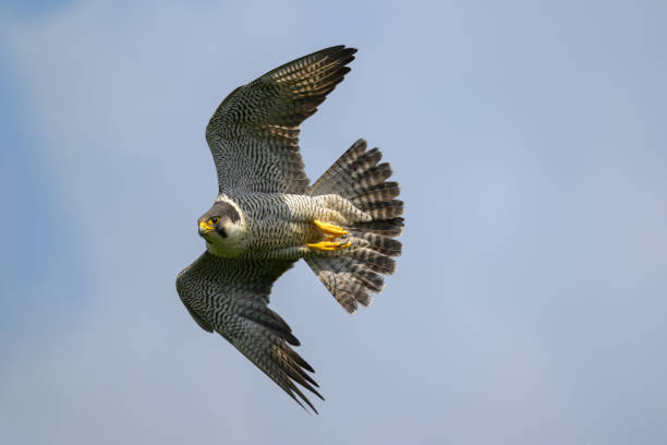 Peregrine falcon flying stock photo