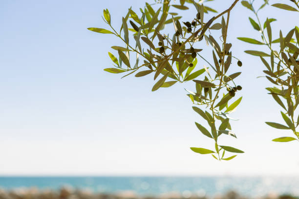 istock Olive branch against sea and sky 1407925891