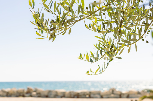 Olive branch against sea and sky
