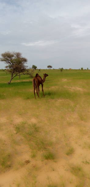 istock A Very beautiful young camel 1407927413