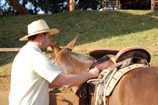istock cowboy riding a donkey 1407927530