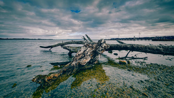Picturesque tree stump on a high bank. Calm seascape with summer sky.