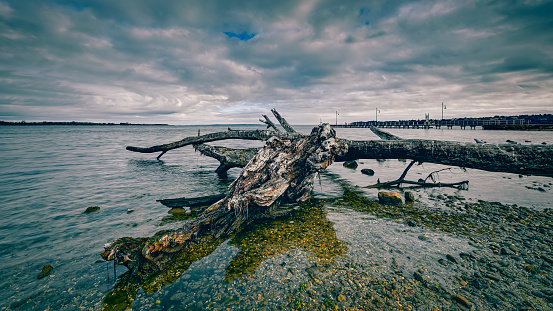 A large piece of driftwood lays on the shire of Lake Erie in Presque Isle State Park in Erie, PA, USA.