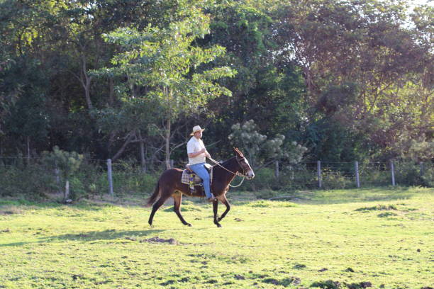 istock cowboy riding a donkey 1407927595