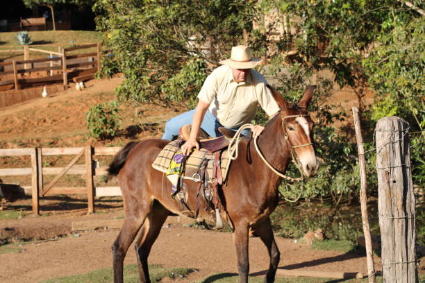 istock cowboy riding a donkey 1407927650
