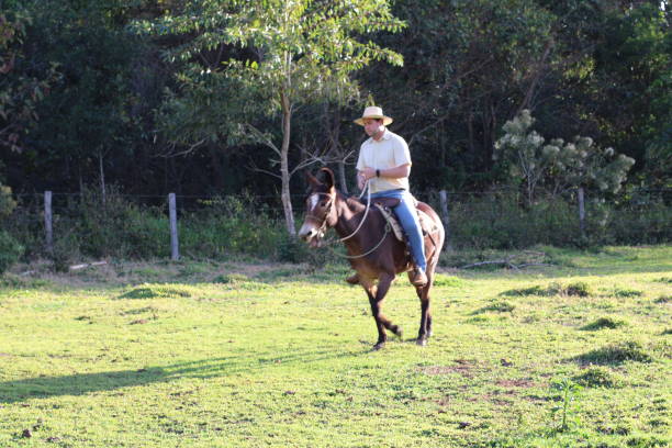 istock cowboy riding a donkey 1407927653