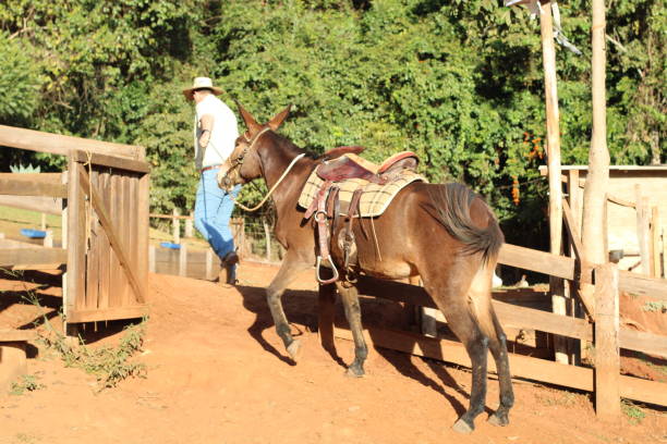 Mule at the Grand Canyon National Park