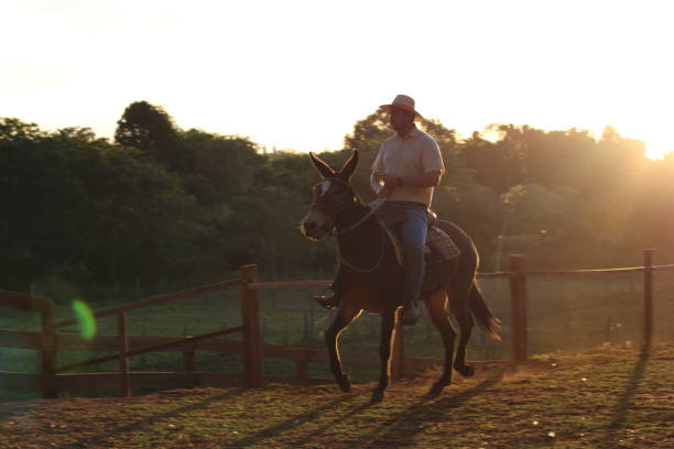 istock cowboy riding a donkey 1407927719