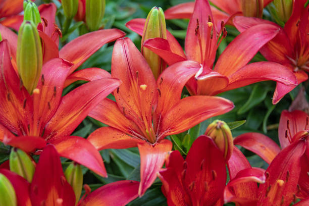 istock Flowers-Asiatic Lily in bloom-Howard County,Indiana 1407928443