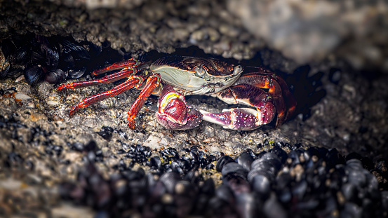 A small crab sits on a sandy shore against the backdrop of the sea.