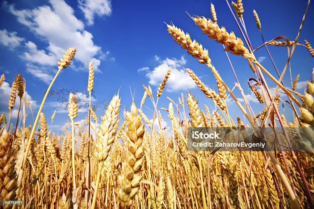 Weizen Feld und blauer Himmel mit weißen Wolken - Lizenzfrei Agrarbetrieb Stock-Foto