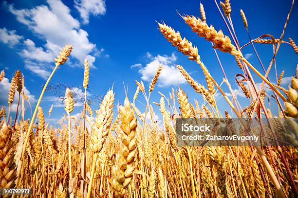 Wheat Field And Blue Sky With White Clouds Stock Photo - Download Image Now - Agricultural Field, Agriculture, Blue