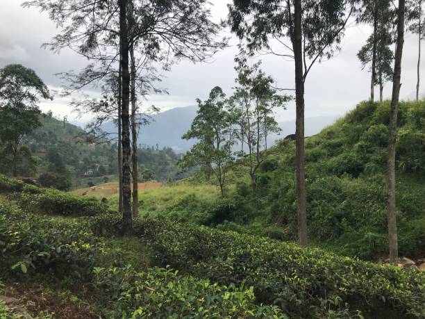 istock tea plantations in sri lanka 1407930511