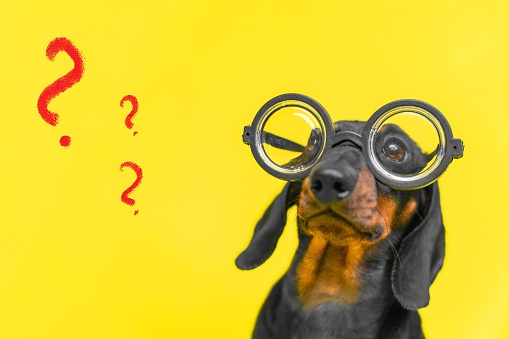 Portrait of adorable dachshund puppy wearing glasses with round thick lenses, who is sitting with puzzled face on yellow background with painted question marks, front view