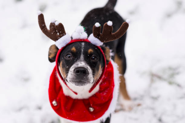 Closeup portrait of a cute little mixed breed pet puppy dog looking at the camera while standing in the cold snow of winter and wearing a red and white faux fur collar with Christmas bells and costume reindeer antlers. She is leaning in with an interested expression.