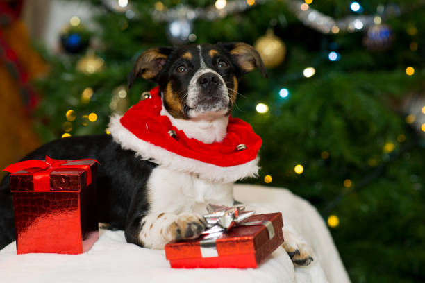 istock Puppy and Her Christmas Presents 1407931864