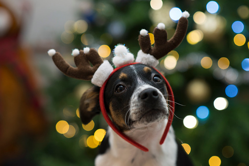 Portrait of a cute little pet puppy dog wearing costume reindeer antlers in front of a bright bokeh Christmas tree for the holiday.