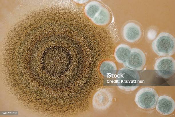 Macro Do Molde Colónias - Fotografias de stock e mais imagens de Analisar - Analisar, Antibiótico, Bactéria