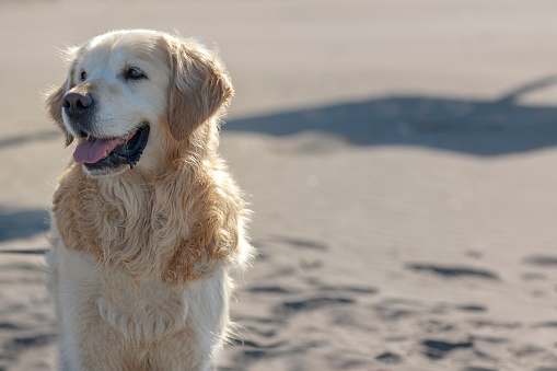 Close up photo of a beautiful smiling large golden retriever dog, on a sandy beach in summer.