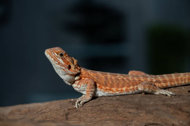 istock bearded dragon on ground with blur background 1407933780